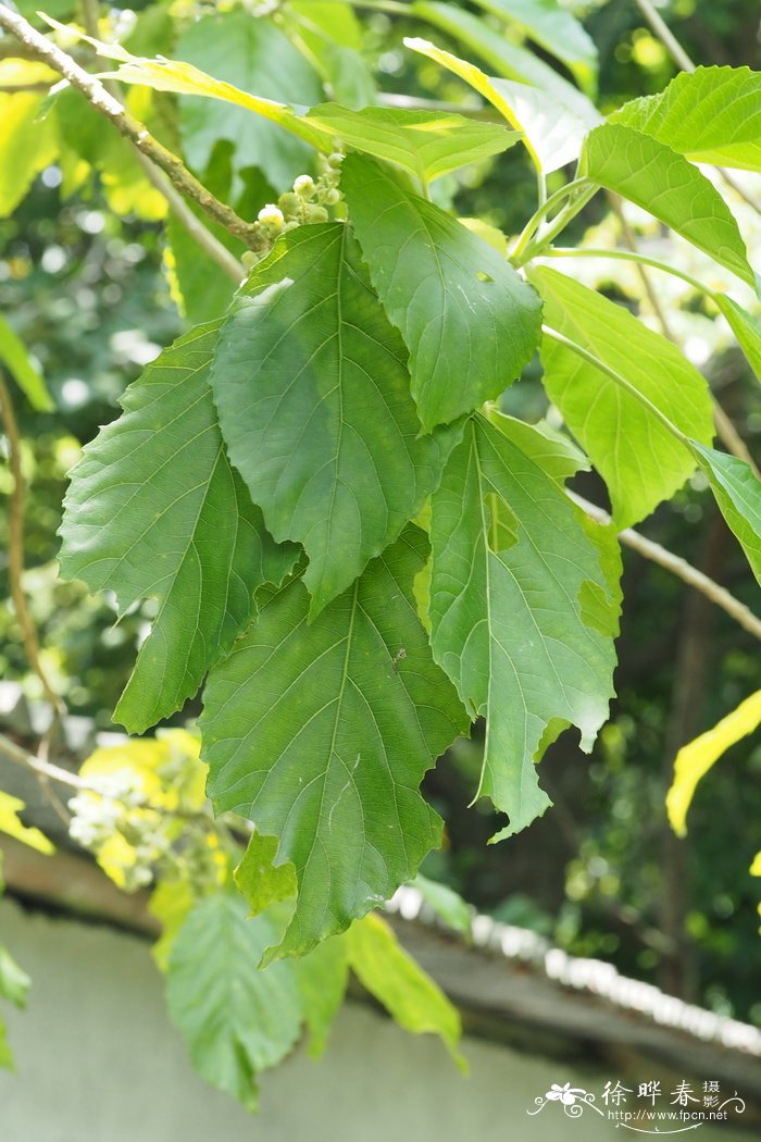 白桐树Claoxylon indicum