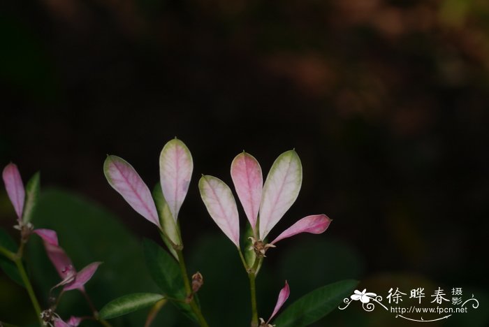 白雪木Euphorbia leucocephala