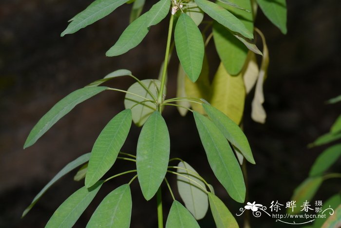白雪木Euphorbia leucocephala