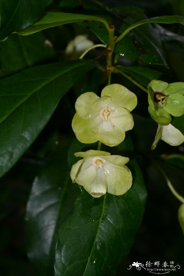 丘生喜光花Actephila collinsiae