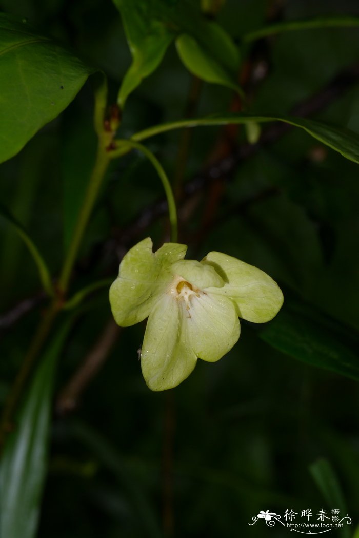 丘生喜光花Actephila collinsiae