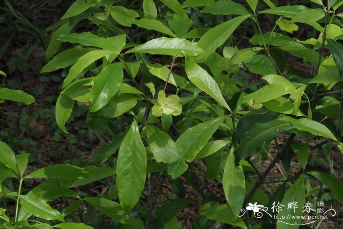 丘生喜光花Actephila collinsiae