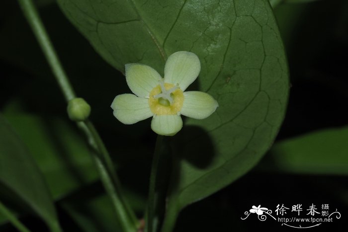 喜光花Actephila merrilliana