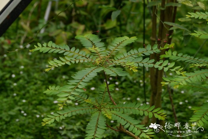 海南叶下珠Phyllanthus hainanensis