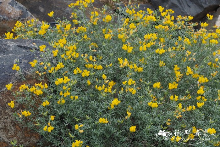 鹰爪百脉根Lotus spartioides