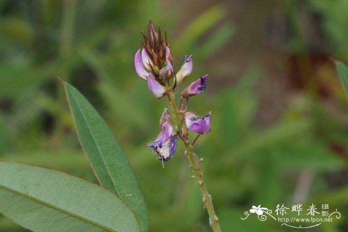  滇杭子梢 Campylotropis yunnanensis