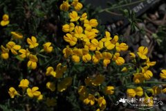 具鞘冠花豆Coronilla vaginalis