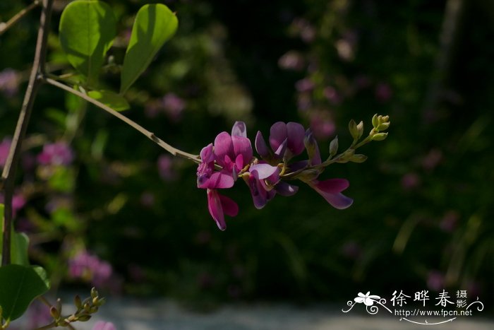 中华胡枝子Lespedeza chinensis