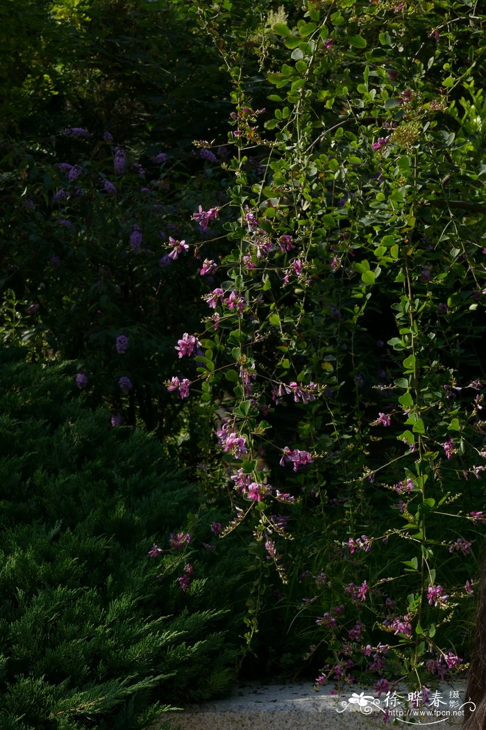 中华胡枝子Lespedeza chinensis