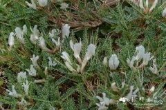 狭叶黄芪Astragalus angustifolius