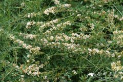 达乌里黄芪Astragalus dahuricus