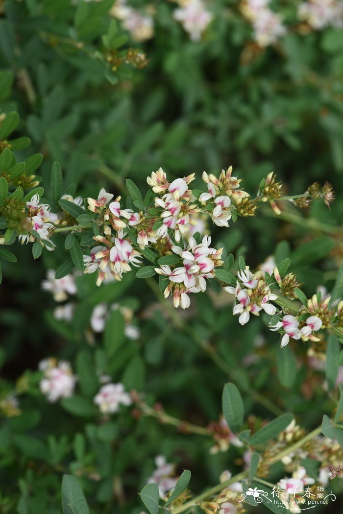 达乌里黄芪Astragalus dahuricus