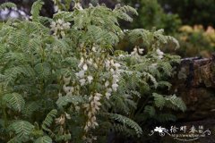东亚黄芪Astragalus lusitanicus subsp. orientalis