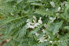 马赛黄芪Astragalus massiliensis