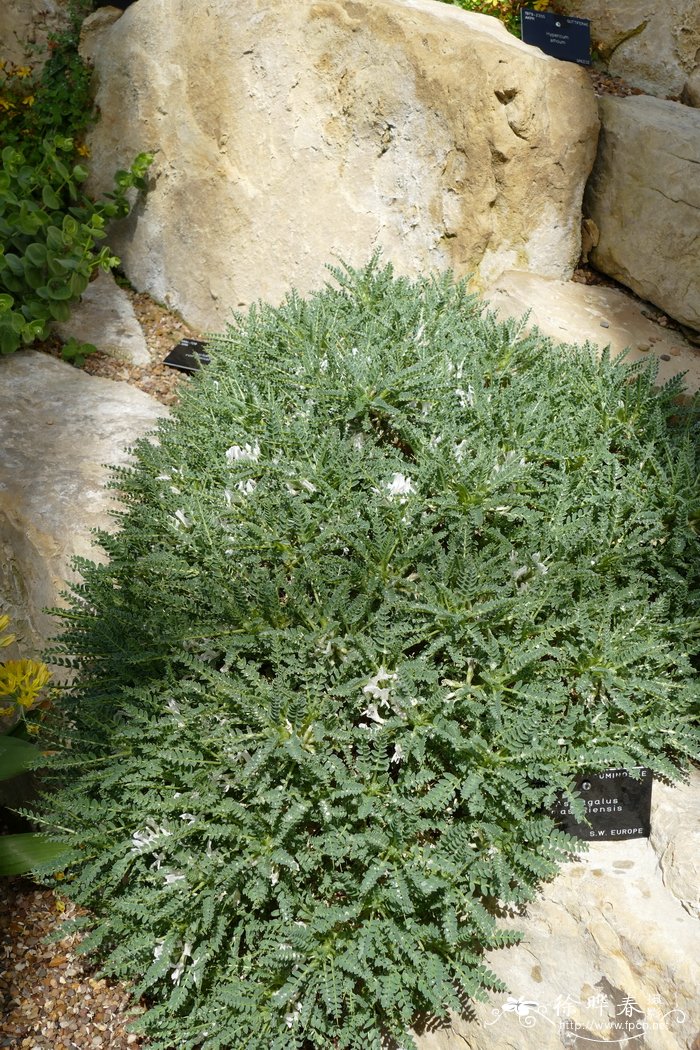 马赛黄芪Astragalus massiliensis