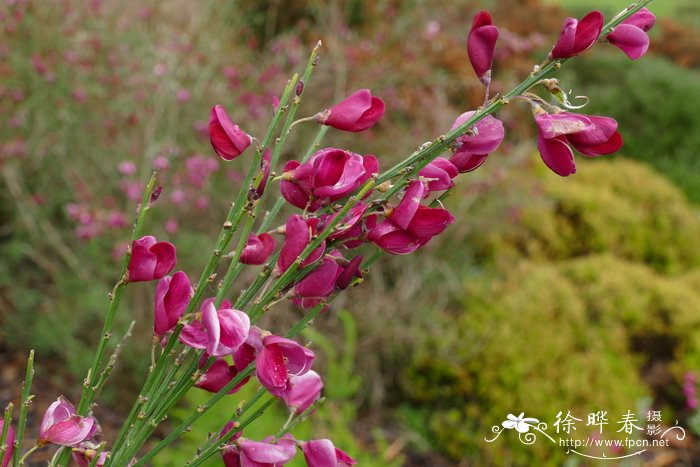  ‘红宝石’金雀儿Cytisus ‘Bodioop Ruby’