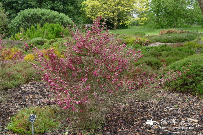  ‘红宝石’金雀儿Cytisus ‘Bodioop Ruby’