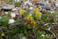 丛藓状毛金雀儿Cytisus hirsutus subsp. polytri