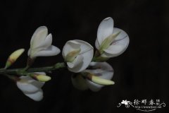 '白花'早生金雀儿Cytisus praecox 'Albus'