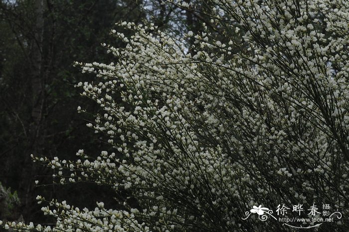 '白花'早生金雀儿Cytisus praecox 'Albus'