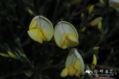 早生金雀儿Cytisus praecox