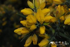 荆豆Ulex europaeus