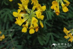 巴利阿里马蹄豆Hippocrepis balearica