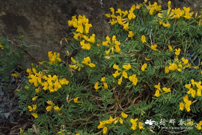 巴利阿里马蹄豆Hippocrepis balearica