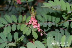 穗序木蓝Indigofera hendecaphylla