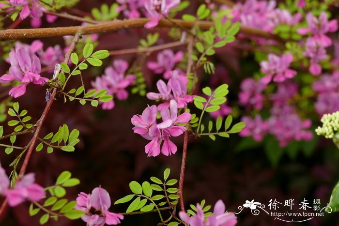  '丝绸之路'喜马拉雅木蓝Indigofera himalayensis 'Silk Road'