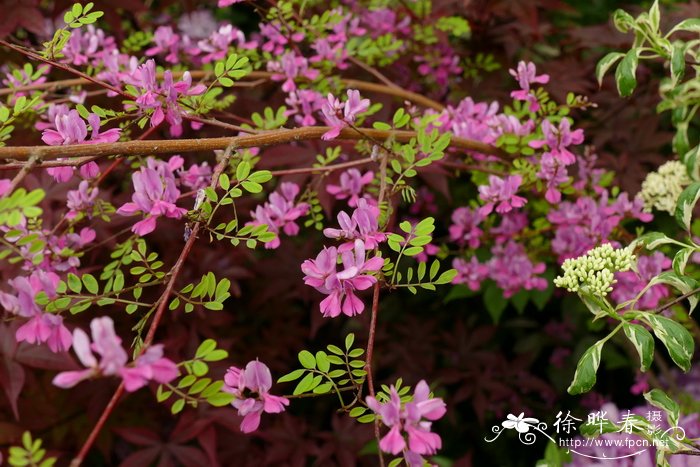  '丝绸之路'喜马拉雅木蓝Indigofera himalayensis 'Silk Road'