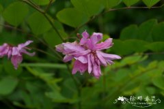 花木蓝Indigofera kirilowii