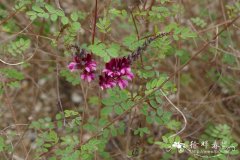 四川木蓝Indigofera szechuensis