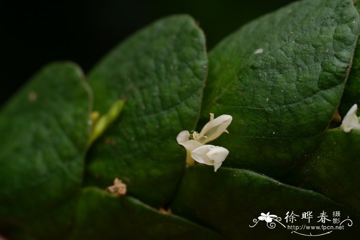 长叶排钱树Phyllodium longipes