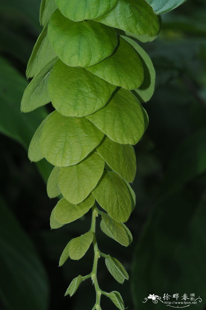 长叶排钱树Phyllodium longipes