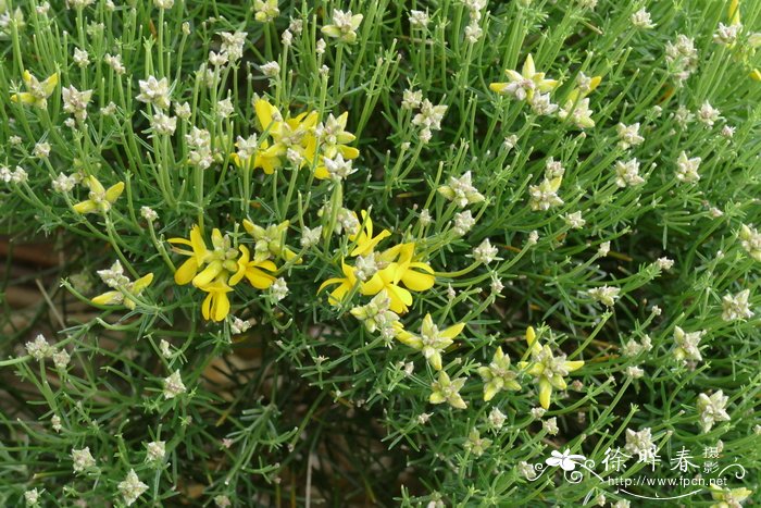 辐枝染料木Genista radiata