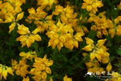 西班牙染料木Genista hispanica