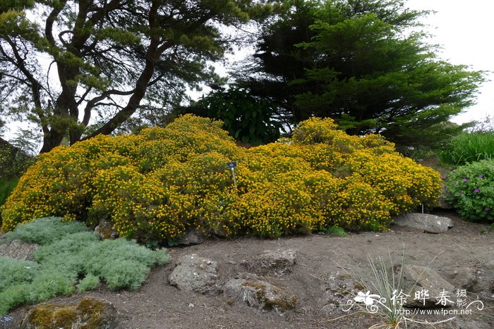 西班牙染料木Genista hispanica