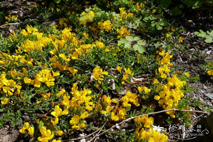 矮小染料木Genista pilosa var. minor