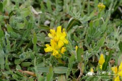 '矮小'箭叶染料木Genista sagittalis 'Minor'