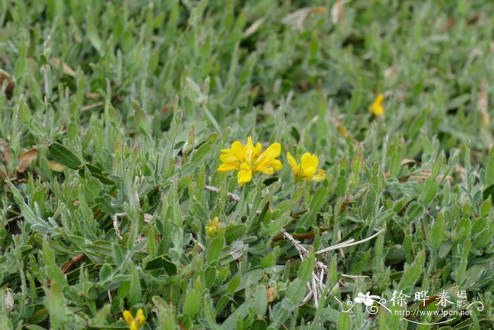 '矮小'箭叶染料木Genista sagittalis 'Minor'