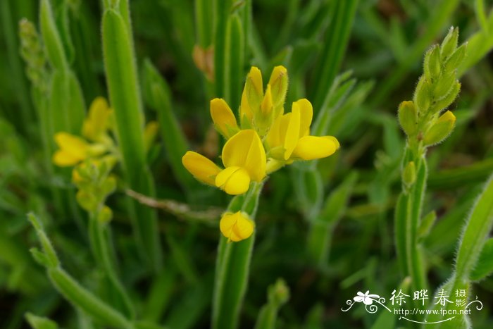 箭叶染料木Genista sagittalis