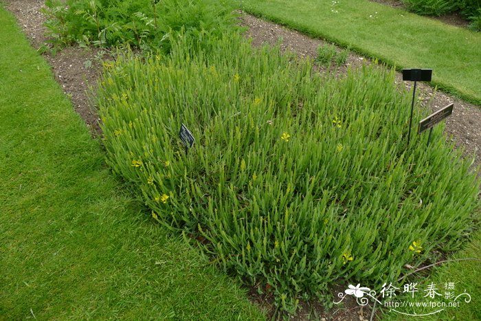 箭叶染料木Genista sagittalis