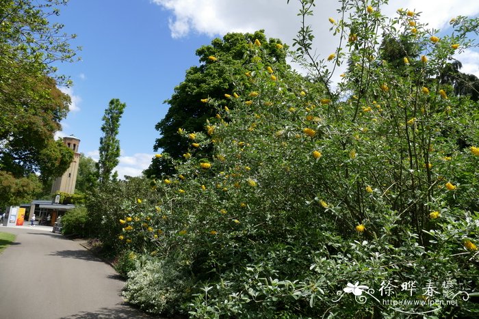 阿特拉斯金雀Argyrocytisus battandieri