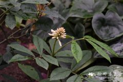 山豆根Euchresta japonica