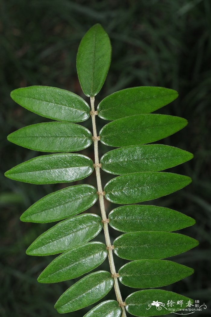 山豆根Euchresta japonica