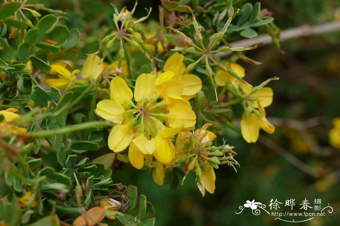  粉绿小冠花Coronilla valentina subsp. glauca