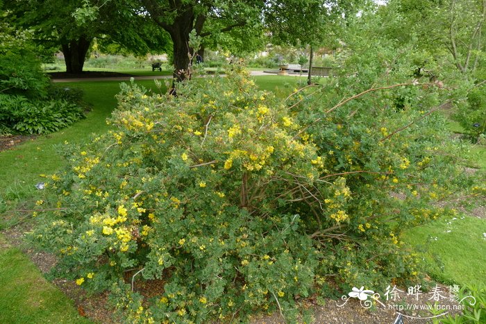  粉绿小冠花Coronilla valentina subsp. glauca