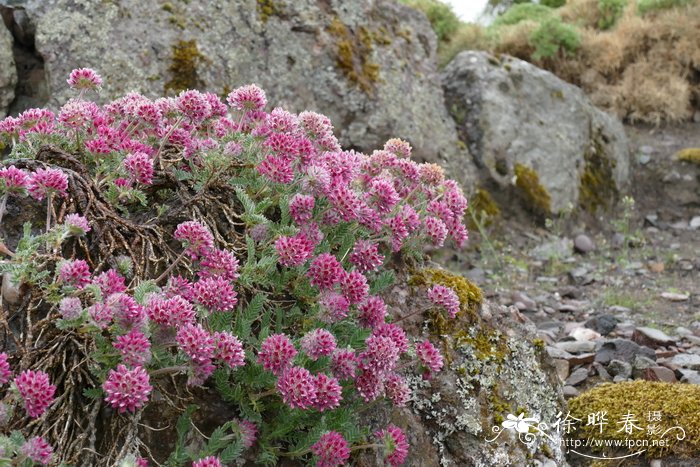 阿尔卑斯绒毛花Anthyllis montana