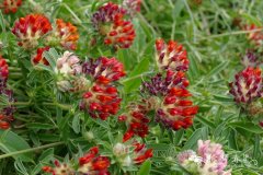 ‘绯红’绒毛花Anthyllis vulneraria ‘Coccinea’